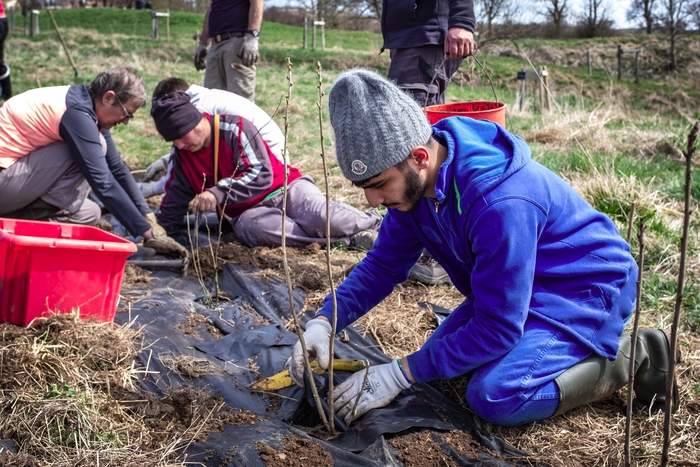 Des jeunes en décrochage scolaire aident à planter cette haie qui pourra, dans quelques années, abriter des oiseaux comme la pie-grièche.